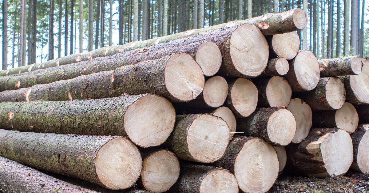 Lignin Den nachwachsenden Rohstoff optimal nutzen