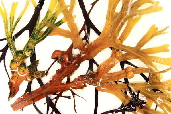 Eine Nahaufnahme von Carrageenan in blauer, gelber und orangener Farbe vor weißem Hintergrund