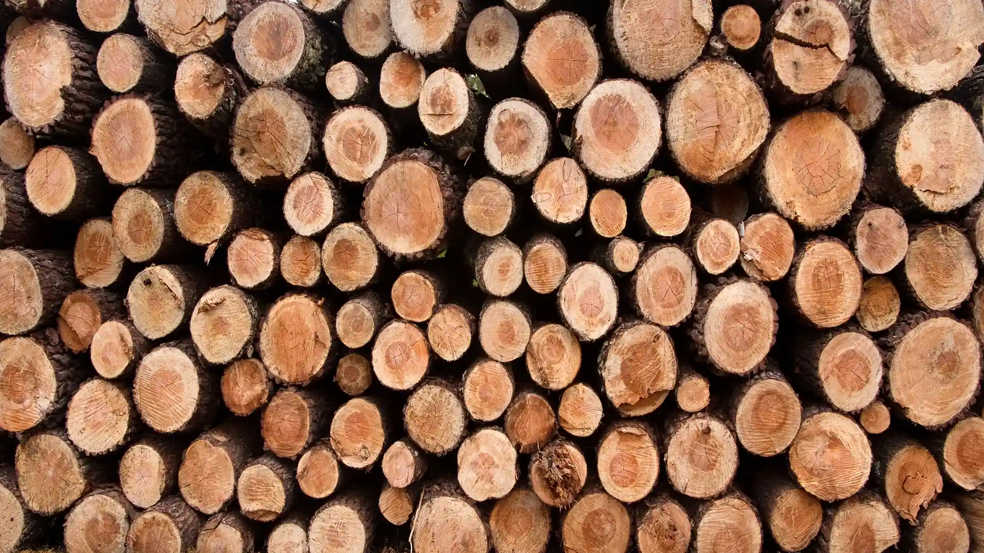 Lignin aus Holz